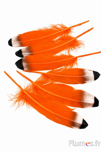 Gans brons-zwarte punt - 15-21 cm - oranje